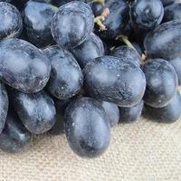 美国黑提葡萄苗-金手指无籽黑提葡萄树苗当年