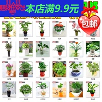 文竹种子 花籽 高发芽率 家庭园艺盆栽绿植 密封