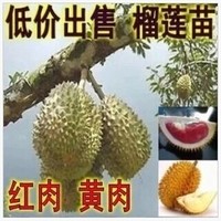 果树苗泰国山竹菠萝蜜金枕头榴莲苗 榴莲树苗