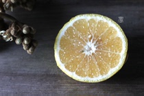 【象山青桔子】_象山青桔子推荐_品牌_价格_