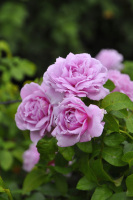 日月青空月季-种 丰花 1年地栽中苗【屋檐的春