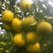 【象山青桔子】_象山青桔子推荐_品牌_价格_