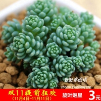 厦门特价多肉植物组合陶盆栽 旋叶姬星美人群