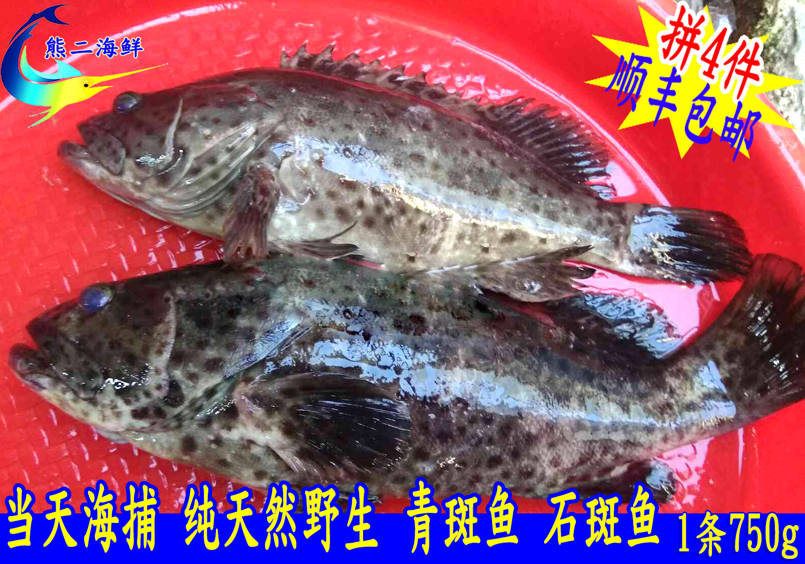 饶平野生海鲜活石斑鱼 青石斑鱼 青斑鱼 生猛海鲜水产品