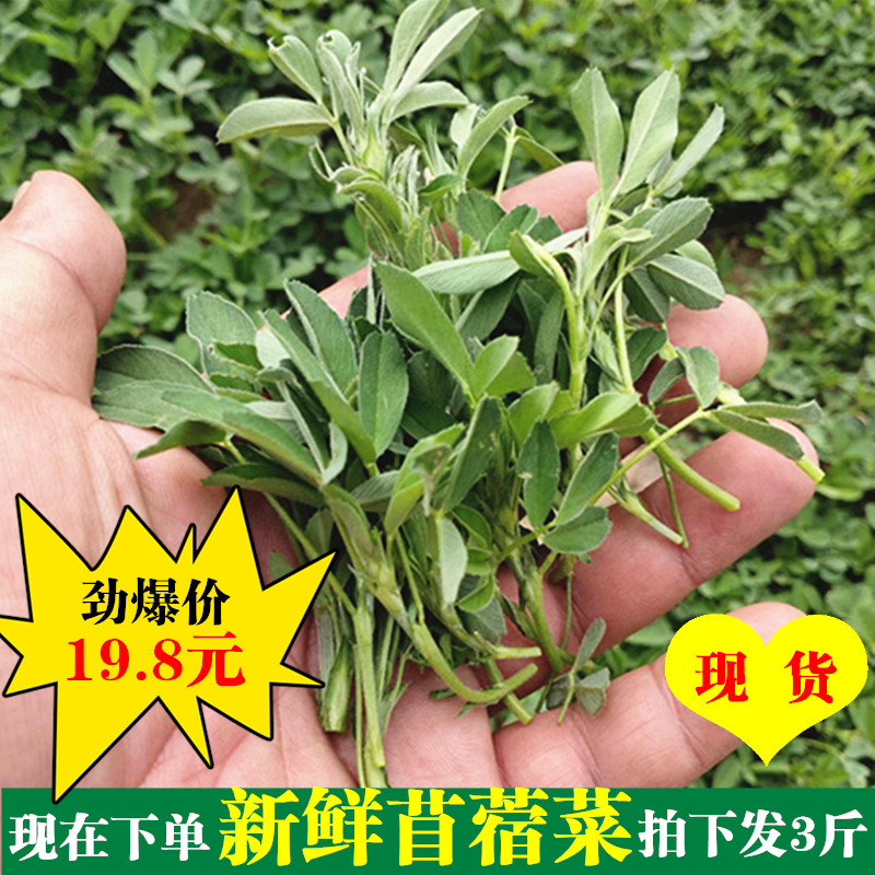 现货新鲜苜蓿菜现摘头茬苜蓿芽野生蔬菜农家草头产地直销冰鲜包邮