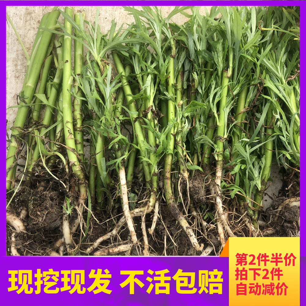 芦蒿种苗泥蒿根茎藜蒿根芦蒿根种苗50棵盆栽植物非种子包活