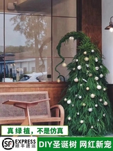 Рождественская елка с большими растениями