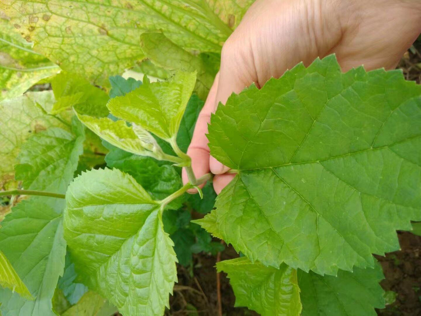 共1106 件蚕宝宝桑叶包邮相关商品