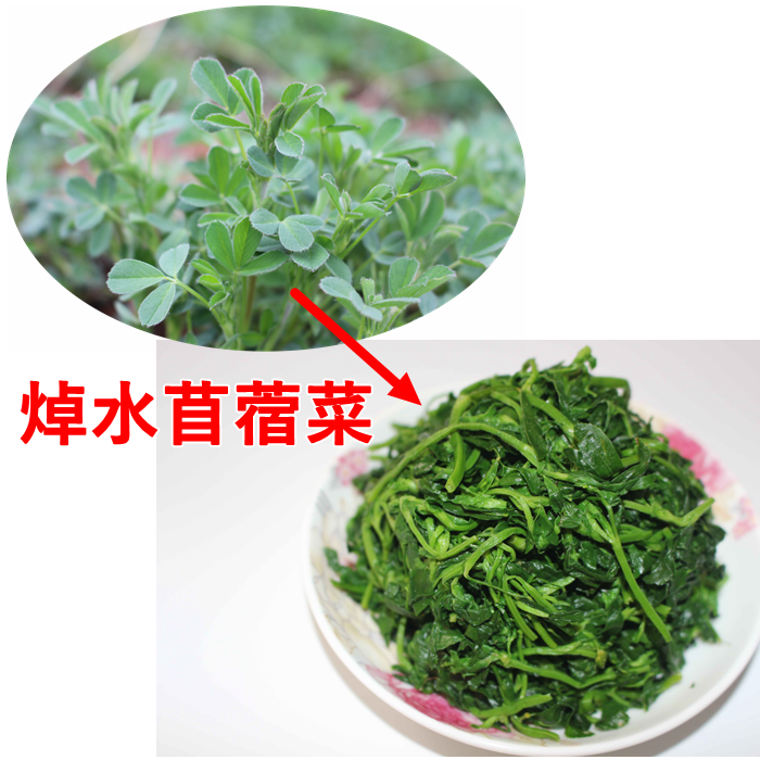 野生食用焯水苜蓿菜苜蓿芽草头菜金花菜饺子馅菜2斤送半斤