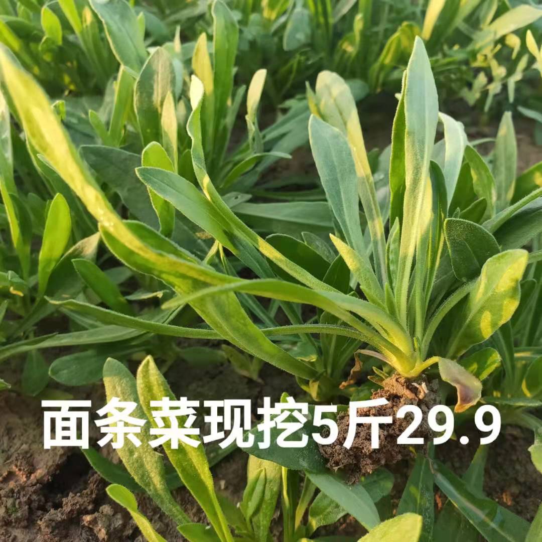 共204 件面条菜新鲜菜相关商品