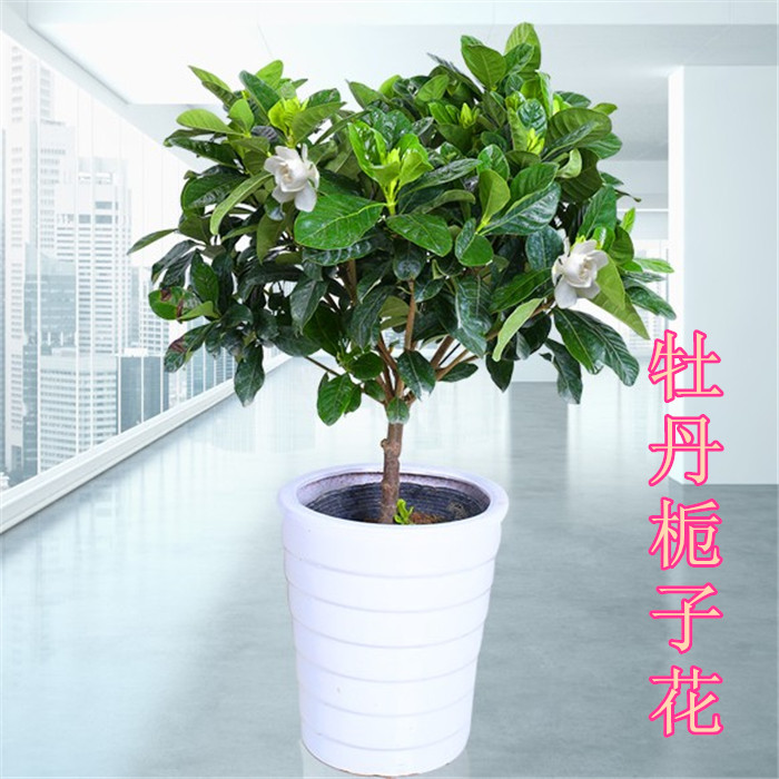 栀子花盆栽苗四季花卉室内桅子花 绿色植物客厅阳台花草观花盆景