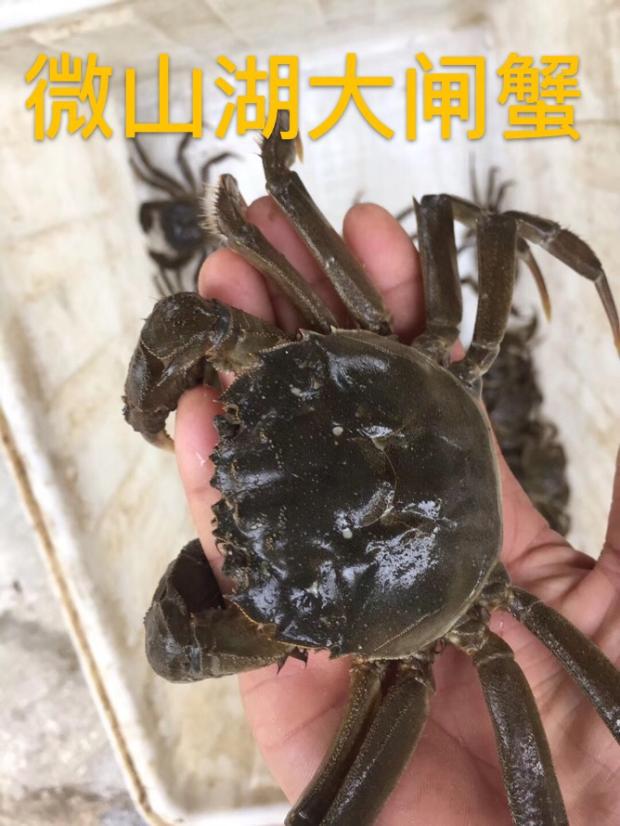 自产微山湖大闸蟹1.5两全母清水鲜活阳澄河蟹特价包邮满膏满黄