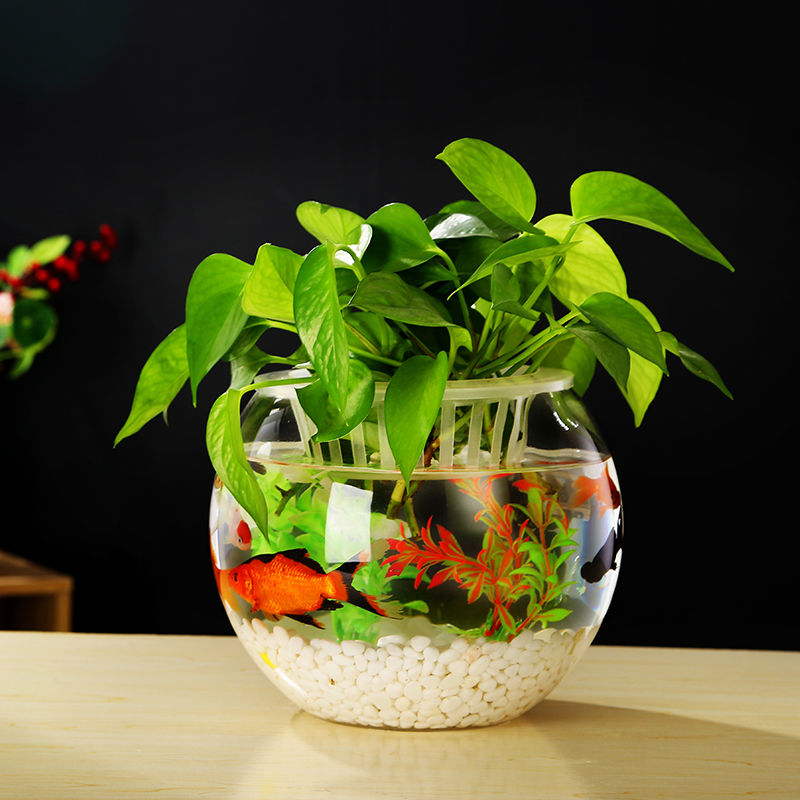 鱼缸水培植物玻璃瓶室内绿萝盆水养创意个性容器花瓶小型迷你鱼.