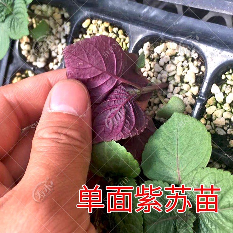 共49 件紫苏盆栽苗食用相关商品