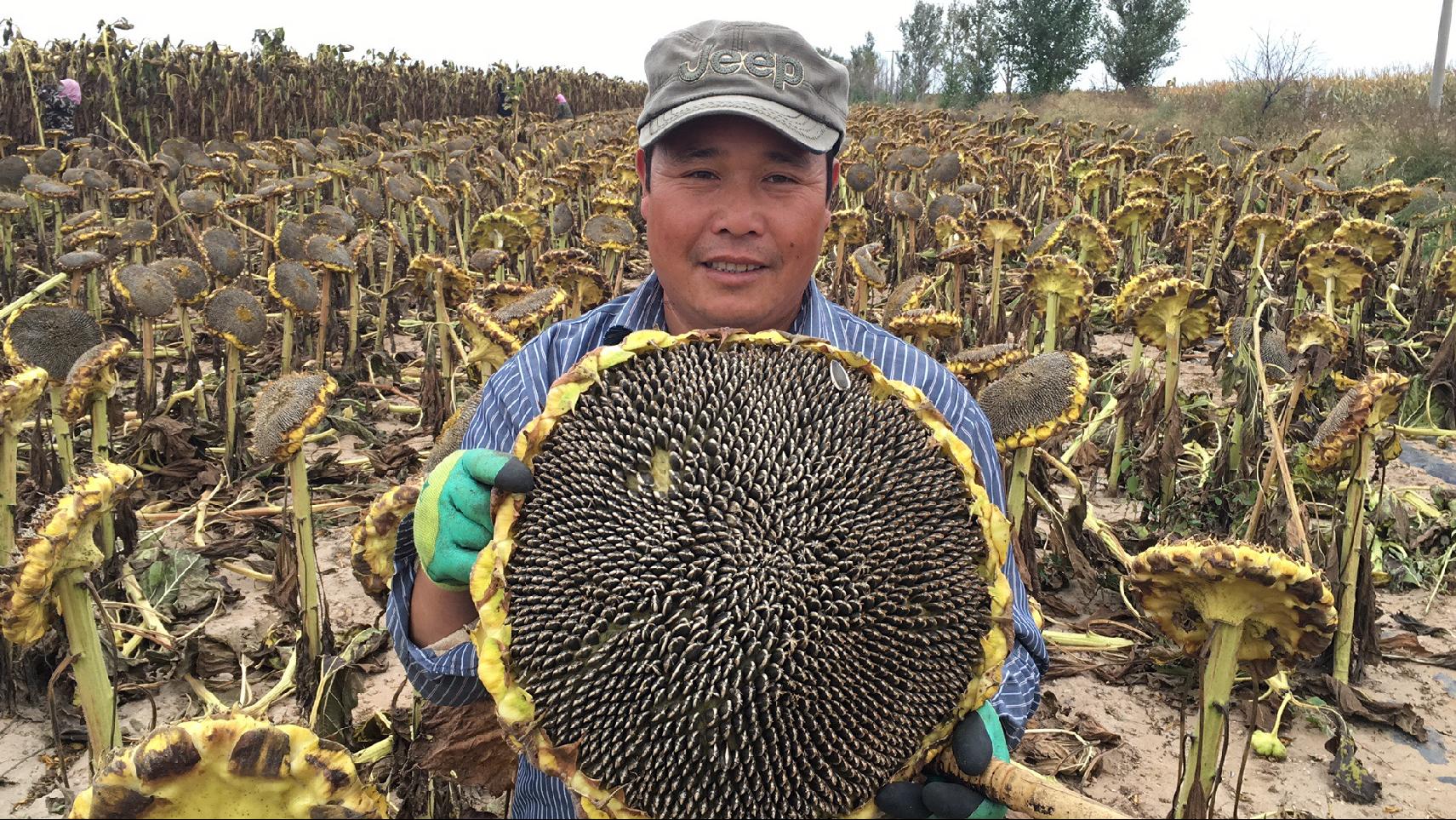 内蒙古半饱斋磕磕生瓜子新鲜葵花盘带籽向日葵花盘加农炮农场毛嗑