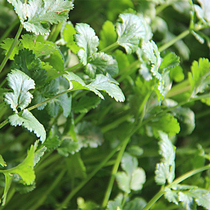 农家小香菜芫荽盐脆调味香菜根菜根香北京新鲜蔬菜味浓郁现拔50g