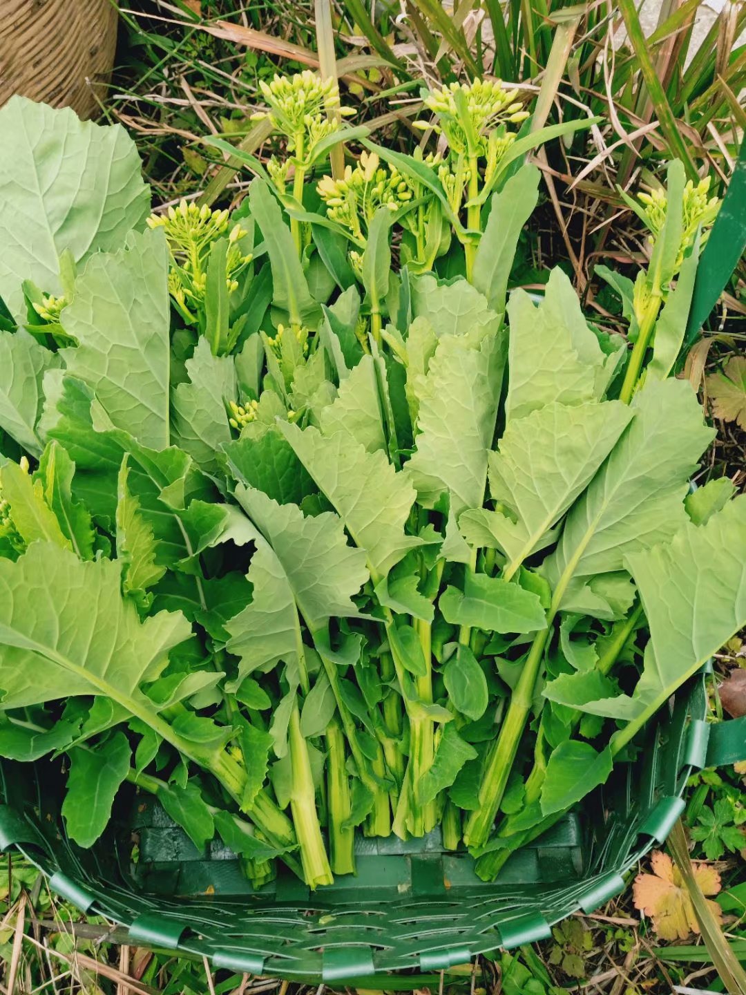 广西南丹农家露天种植油菜苔大油菜苗超好吃新鲜时令蔬菜4斤包邮