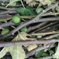 无花果枝条 新鲜无花果树枝 皮肤瘊子 痔疮 湿疹