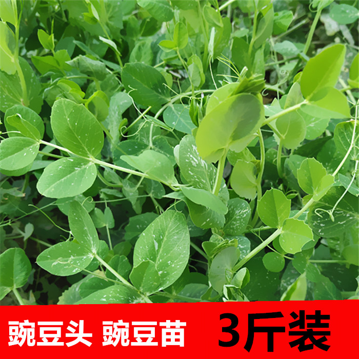 苏北农村现摘露天新鲜豌豆头豌豆苗豌豆尖龙须菜时令蔬菜3斤包邮