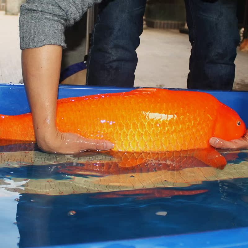 进口日本纯种锦鲤红色火鲤风水招财宠物冷水大小型观赏鱼活体包活