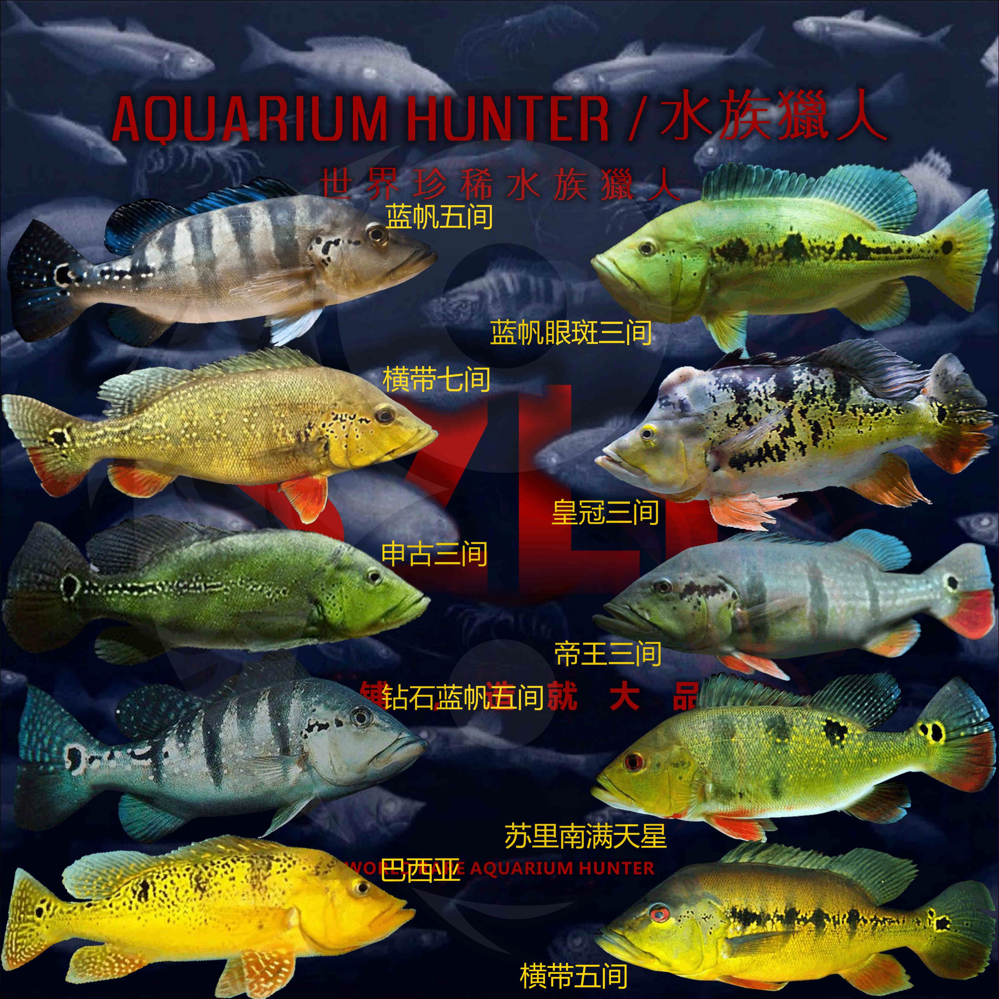 广东淡水鱼种类及图片,淡水鱼种类图片及名称_文秘苑图库