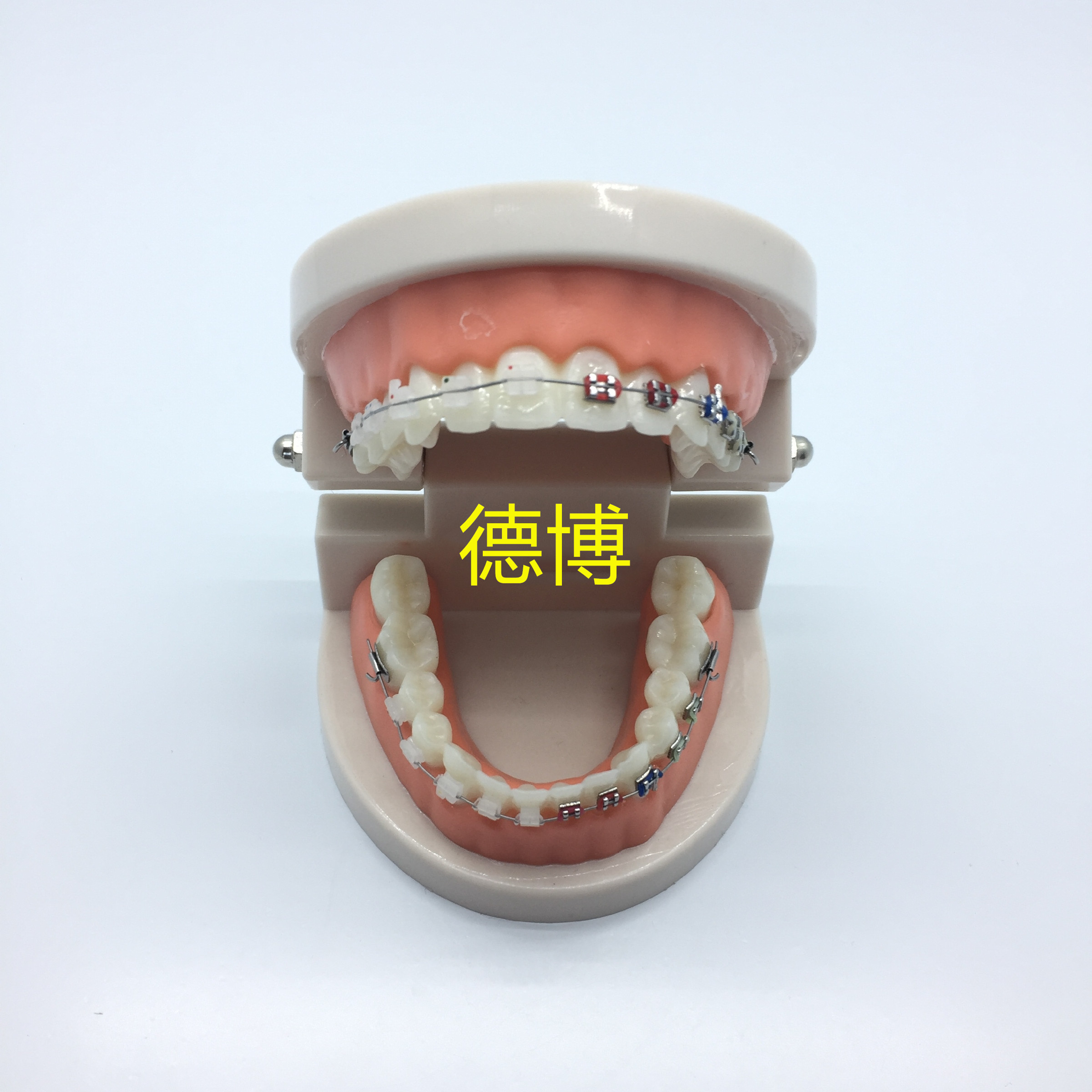牙科正畸矫正模型口腔科牙齿模型金属托槽模型医患沟通教学包邮