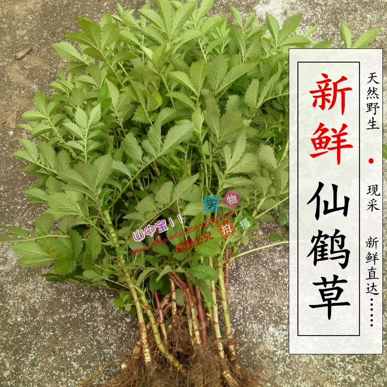 新鲜仙鹤草500克包邮 野生仙鹤草 脱力草 龙牙草 子母草鲜货现采