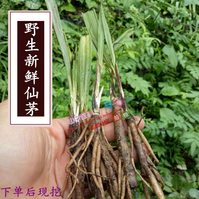 野生仙茅新鲜独茅根小叶仙茅独脚仙茅小棕根新鲜仙茅500克