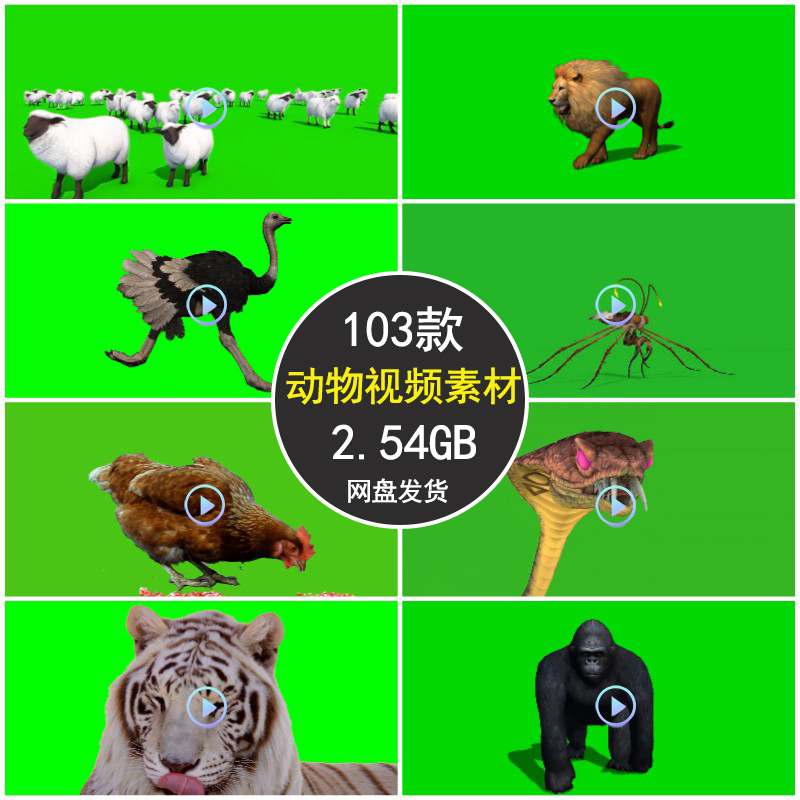 动物绿幕视频素材老虎/狮子/羊/狗/大象/蝴蝶/猩猩/蛇/鸟后期特效