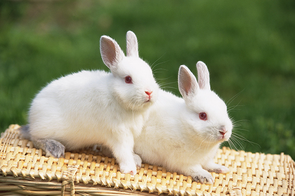 小兔灰兔白兔长耳兔动物世界海报制作宿舍动物园装饰画贴画r1047c