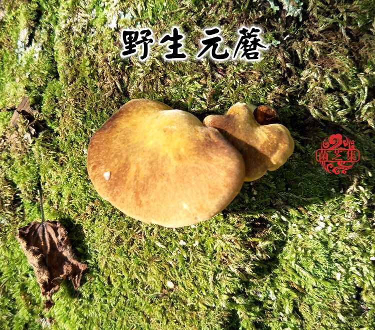 野生元蘑冬蘑冻蘑亚侧耳年货特产干货长白山野生蘑菇500克