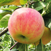 临猗嘎啦苹果-摘8斤山西临猗新鲜早熟红富士嘎