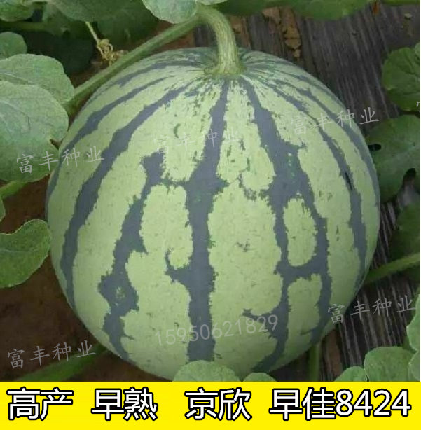 早熟高产正宗8424西瓜种子超甜冰糖麒麟西瓜种籽特大京欣西瓜种子