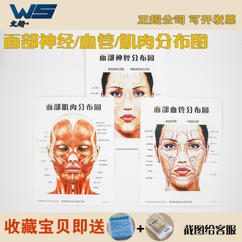 面部血管神经肌肉分布图三张一套整形美容从业参考脸部护理海报