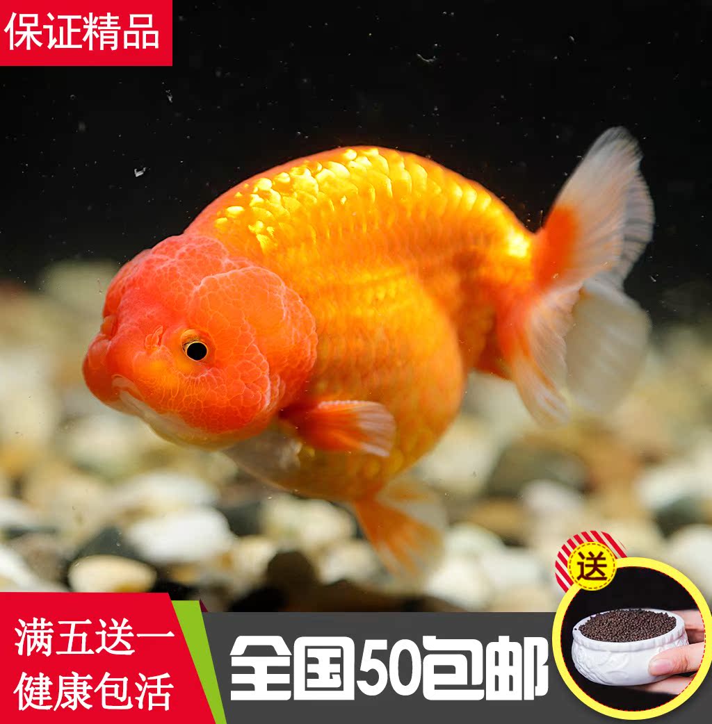 精品红兰寿金鱼活体观赏鱼红寿淡水鱼冷水鱼招财鱼水族宠物招财鱼