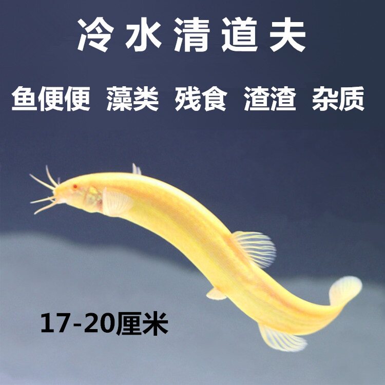 共34 件清理鱼活体相关商品