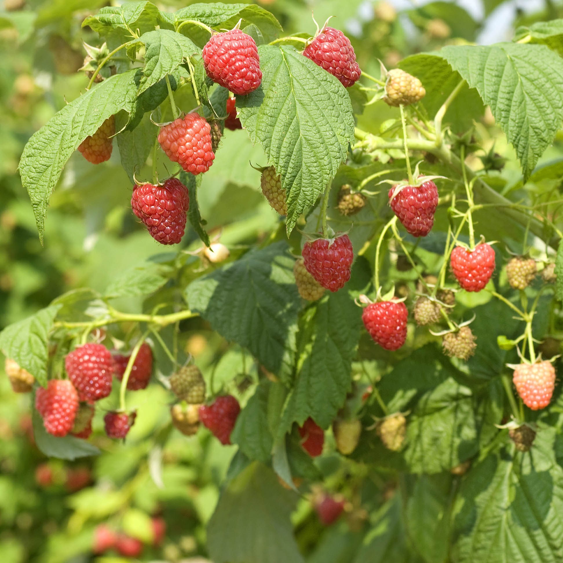 花园植物/行道树/果树 果树 树梅苗 > 覆盆子苗树梅 共70 件覆盆子苗