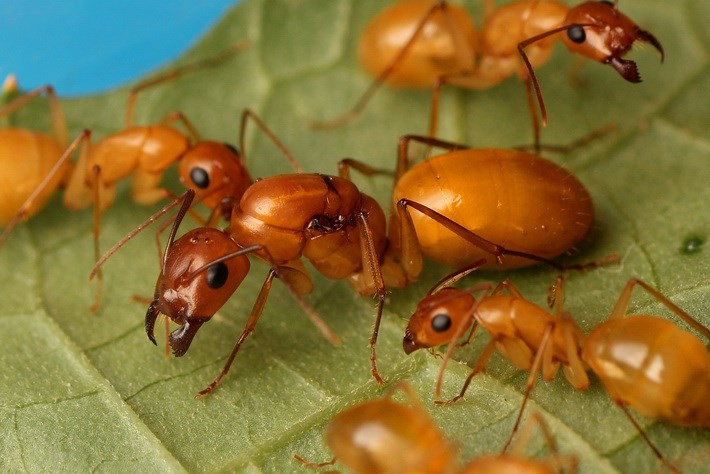 全黄黄金土耳其弓背蚁 camponotus turcestanus活体宠物蚂蚁工坊