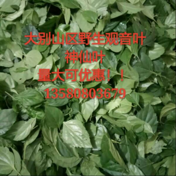 观音豆腐叶神仙豆腐叶腐婢豆腐叶观音柴豆腐叶观音豆腐茶叶面条