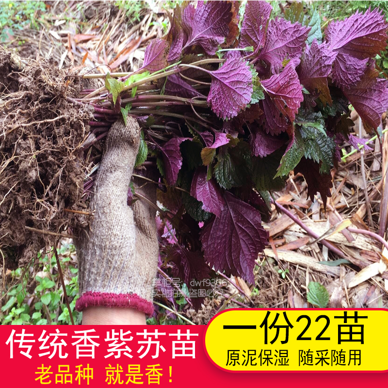 共9 件紫苏苗盆栽植物相关商品