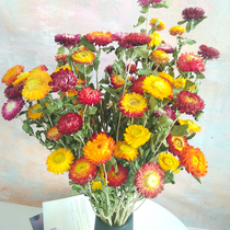 云南天然真花小雏菊干花花束永生太阳花 巴西星菊田园风客厅装饰