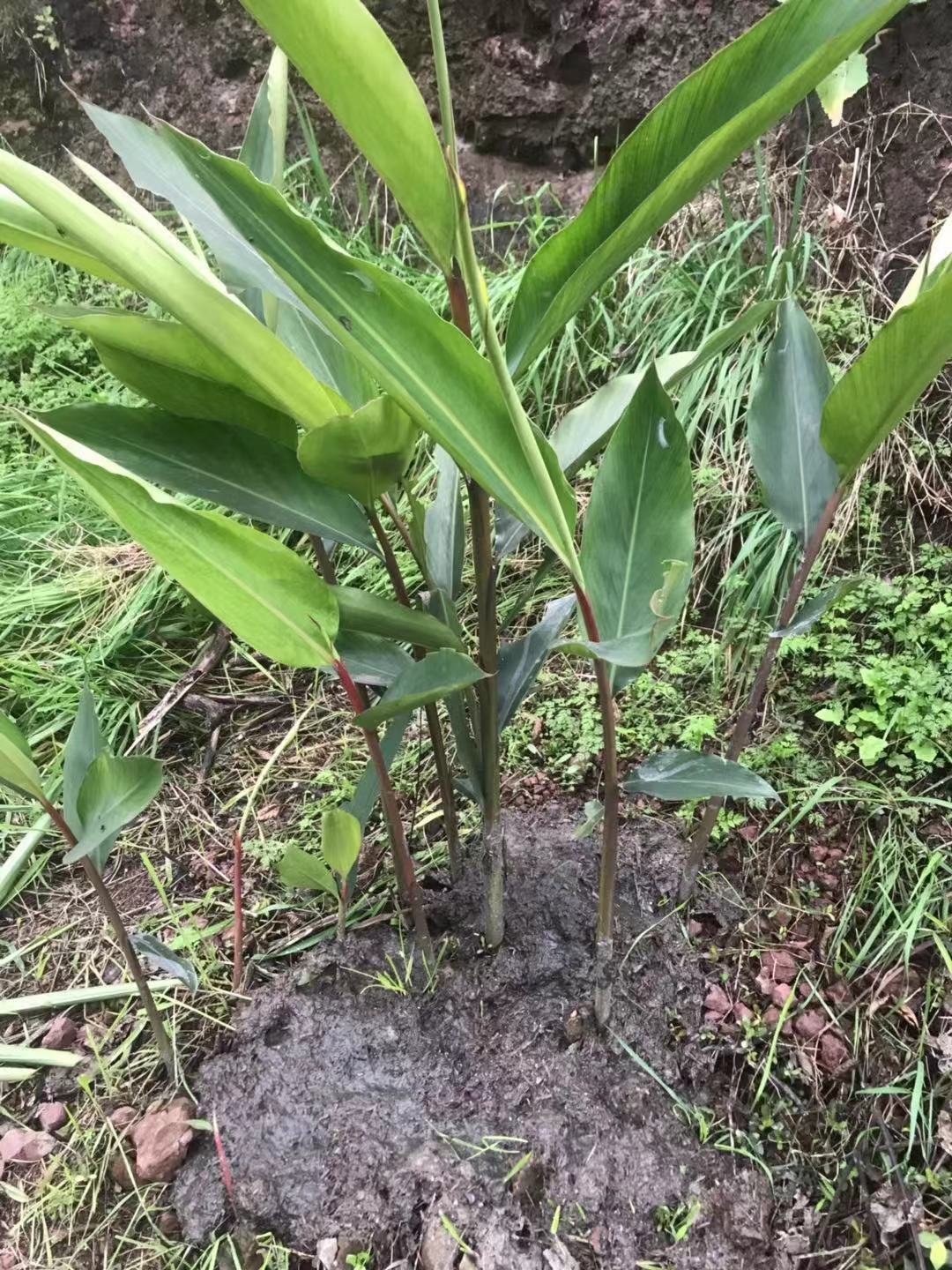 四川泸州宜宾特产猪儿粑叶子种苗良姜叶黄粑叶种苗长绿植物