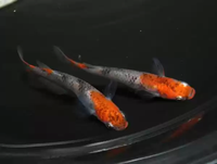 (观背青鳉,稻田鱼)-鱼1只【包邮极品】 观背青鳉