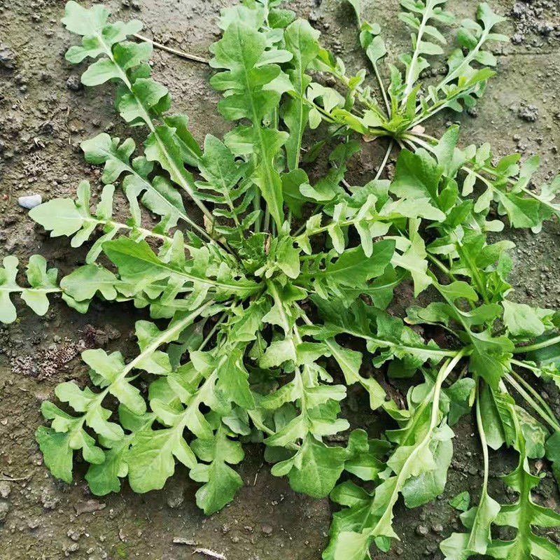 新品野生荠菜种子大全农家四季大叶春秋冬季野菜种盆栽小蔬菜种籽