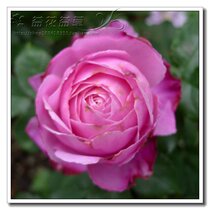 纽曼姐妹,纽曼m79,纽曼m15手机,纽曼m15老人机--淘