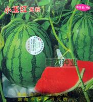 正宗麒麟瓜 早佳8424西瓜种子 无籽西瓜种子 黄