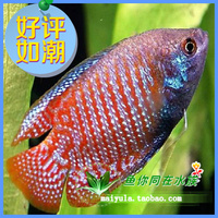 丽丽鱼-丽鱼彩裙鱼虎皮鱼黄蓝曼龙神仙鱼丽丽