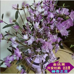 美产D'Addario达达里真的好吗 哪里买便宜价格