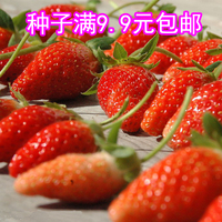 奶油白草莓种子 非转基因 阳台盆栽蔬菜蔬果种