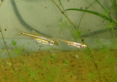 广西金线丽纹鲫鱼 小灯鱼 观赏热带鱼 小型鱼 原